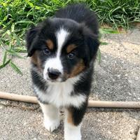 Cuccioli australian shepherd due mesi