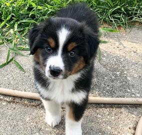 Cuccioli australian shepherd due mesi