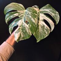 Monstera Deliciosa Variegata 