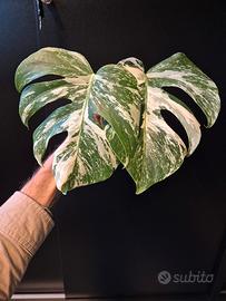 Monstera Deliciosa Variegata 