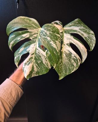 Monstera Deliciosa Variegata 