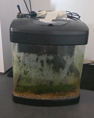 acquario
