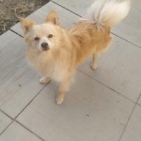 Volpino tedesco piccolo cucciolona nana