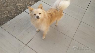 Volpino tedesco piccolo cucciolona nana