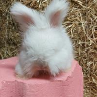 Coniglio angora inglese di linea indonesiana