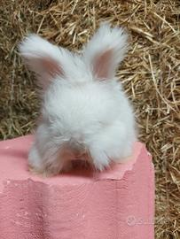Coniglio angora inglese di linea indonesiana