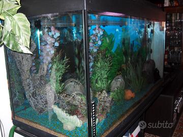 acquario
