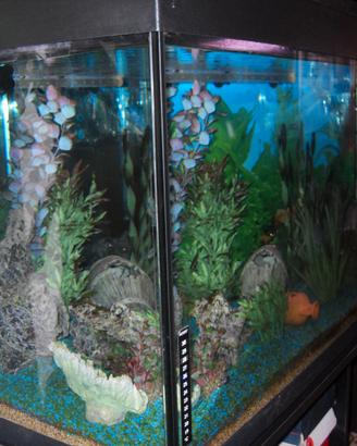 acquario