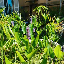 Pontederia cordata, falso papiro e altre