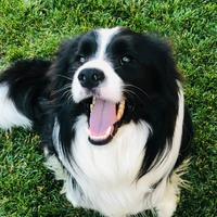 Border collie maschio X monte