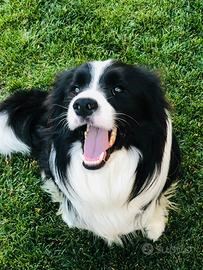 Border collie maschio X monte