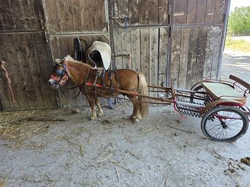 Cavallo