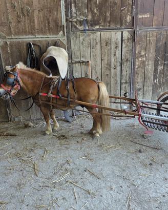 Cavallo