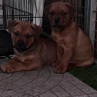 Pitbull Rottweiler