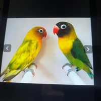 Inseparabili personata