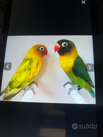 Inseparabili personata