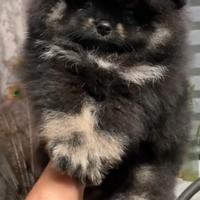 Spitz di Pomerania nano