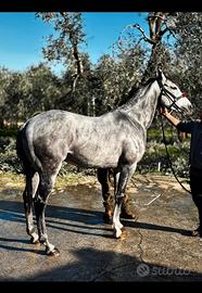 Cavallo Angloarabo x pali