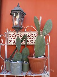 Fico d'india radicato 