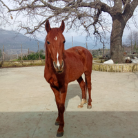 Cavallo Quarter