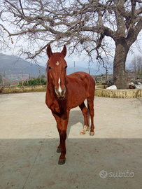 Cavallo Quarter