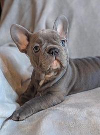 BULLDOG FRANCESE CUCCIOLI BLU - pag agevolato