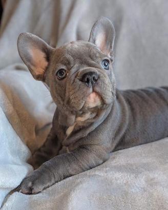 BULLDOG FRANCESE CUCCIOLI BLU - pag agevolato