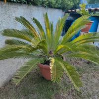 Pianta di Cycas Revoluta in vaso