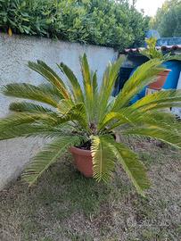 Pianta di Cycas Revoluta in vaso