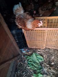 Galline ovaiole