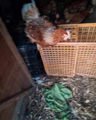 Galline ovaiole