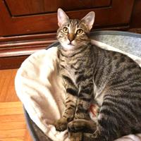 Kobe micio timido aspetta la sua famiglia