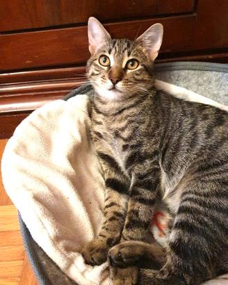 Kobe micio timido aspetta la sua famiglia