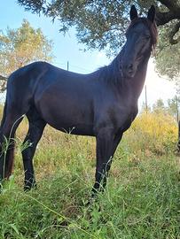 Cavallo frisone