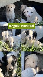 Cuccioli tipo pastore abruzzese