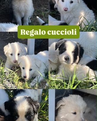 Cuccioli tipo pastore abruzzese