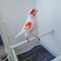 Canarino mosaico rosso