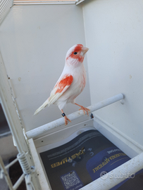 Canarino mosaico rosso