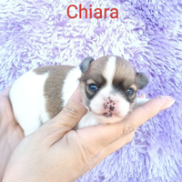 Femmina chihuahua