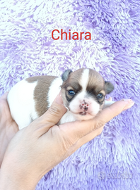 Femmina chihuahua