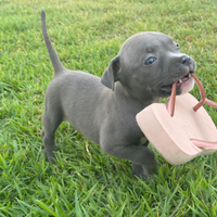 American bully pocket