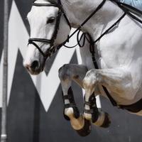 Cavalla italiana 2010 competitiva