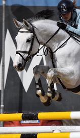 Cavalla italiana 2010 competitiva