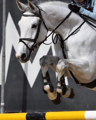 Cavalla italiana 2010 competitiva