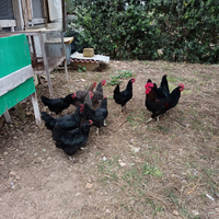 Uova da allevamento a terra e conigli