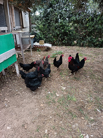 Uova da allevamento a terra e conigli