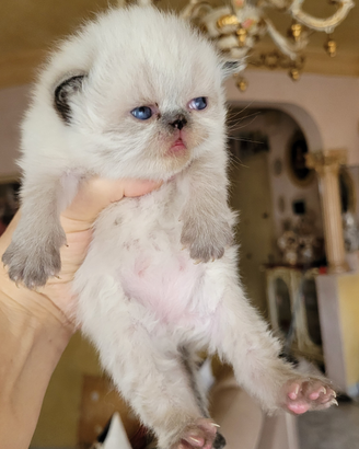 Gattini persiani