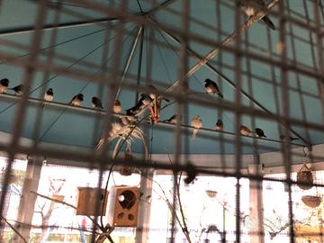 Per amanti di ornitologia