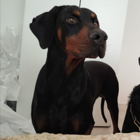 Dobermann ADOZIONE