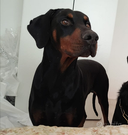 Dobermann ADOZIONE